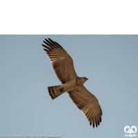 گونه عقاب مارخور Short-toed Eagle